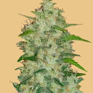 420 Fast Buds – Original Chemdawg Auto (Autoflower)