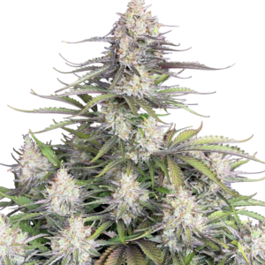 420 Fast Buds – Original Trainwreck Auto (Autoflower)