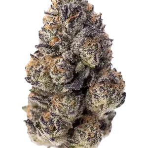 420 Fast Buds – Papaya Sherbet (Feminized)