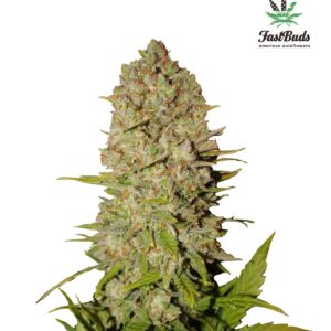 420 Fast Buds – Pineapple Express Auto (Autoflower)