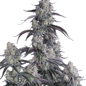 420 Fast Buds – Pineapple OG Auto (Autoflower)