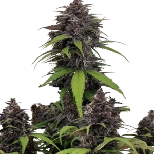 420 Fast Buds – Purple Haze Auto (Autoflower)