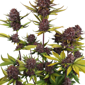 420 Fast Buds – Purple Lemonade RF3 Auto (Autoflower)