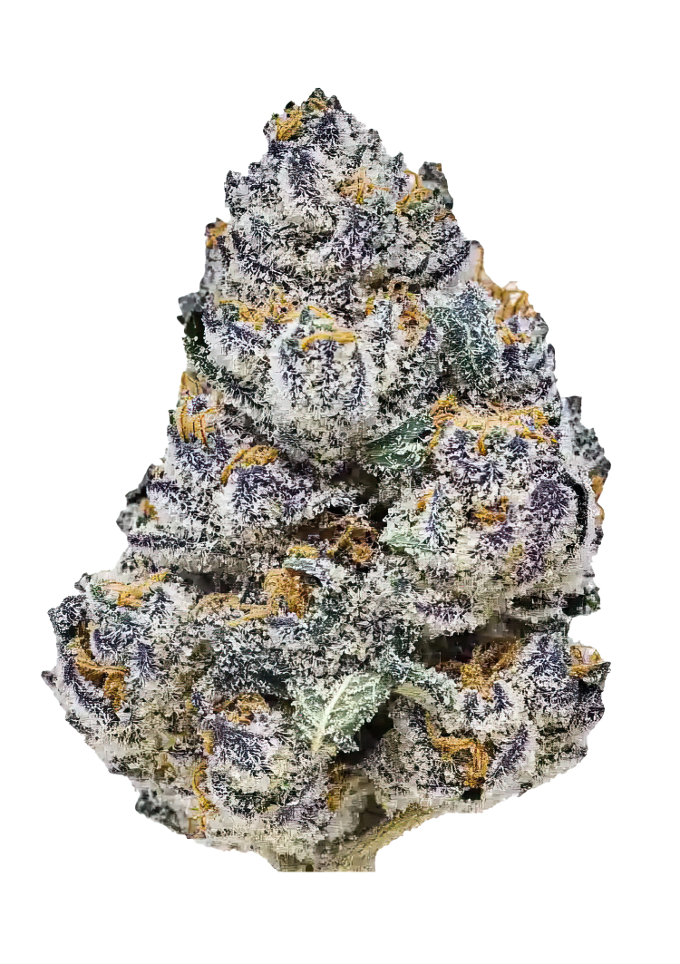 420 Fast Buds – Rainbow Melon (Autoflower)