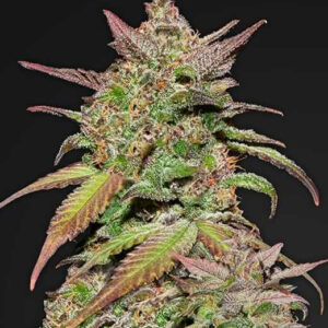 420 Fast Buds – Smoothie Auto (Autoflower)