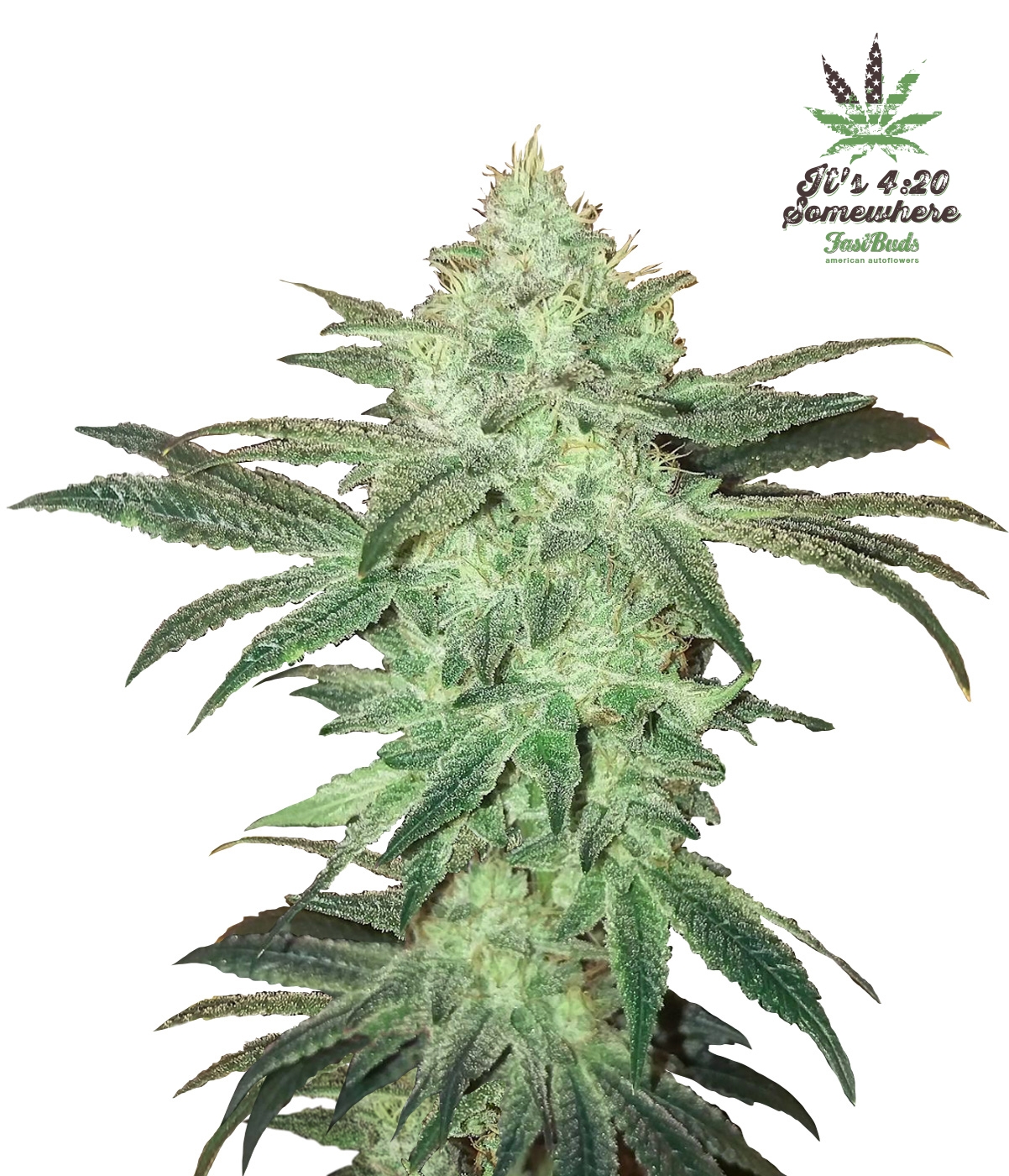 420 Fast Buds – Stardawg Auto (Autoflower)