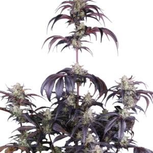 420 Fast Buds – Strawberry Gorilla RF3 Auto (Autoflower)