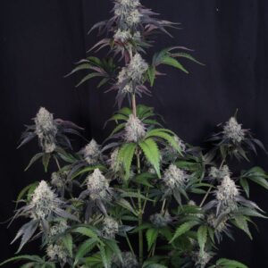 420 Fast Buds – Sundae Frost Auto (Autoflower) - Image 2
