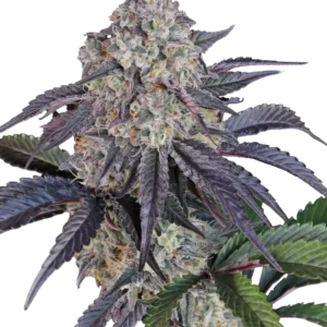 420 Fast Buds – Sundae Frost Auto (Autoflower)