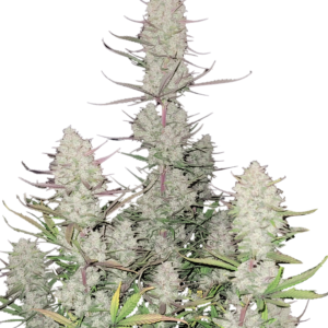 420 Fast Buds – Tropicana Cookies Auto (Autoflower)