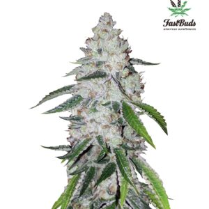420 Fast Buds – West Coast O.G. Auto (Autoflower)