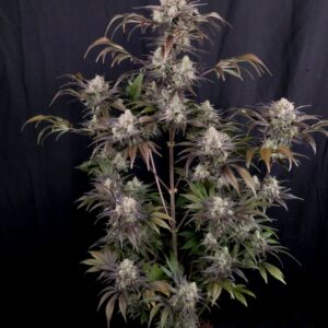 420 Fast Buds - Frost Banger Auto (Feminized)