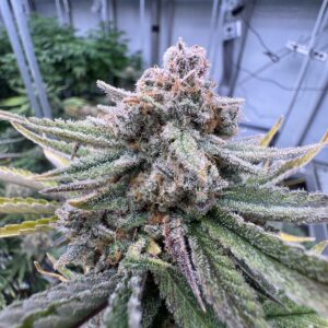 420 Fast Buds - Cherry Cola RF3 Auto (Feminized)