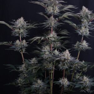 420 Fast Buds - Mendo Frost Auto (Feminized)