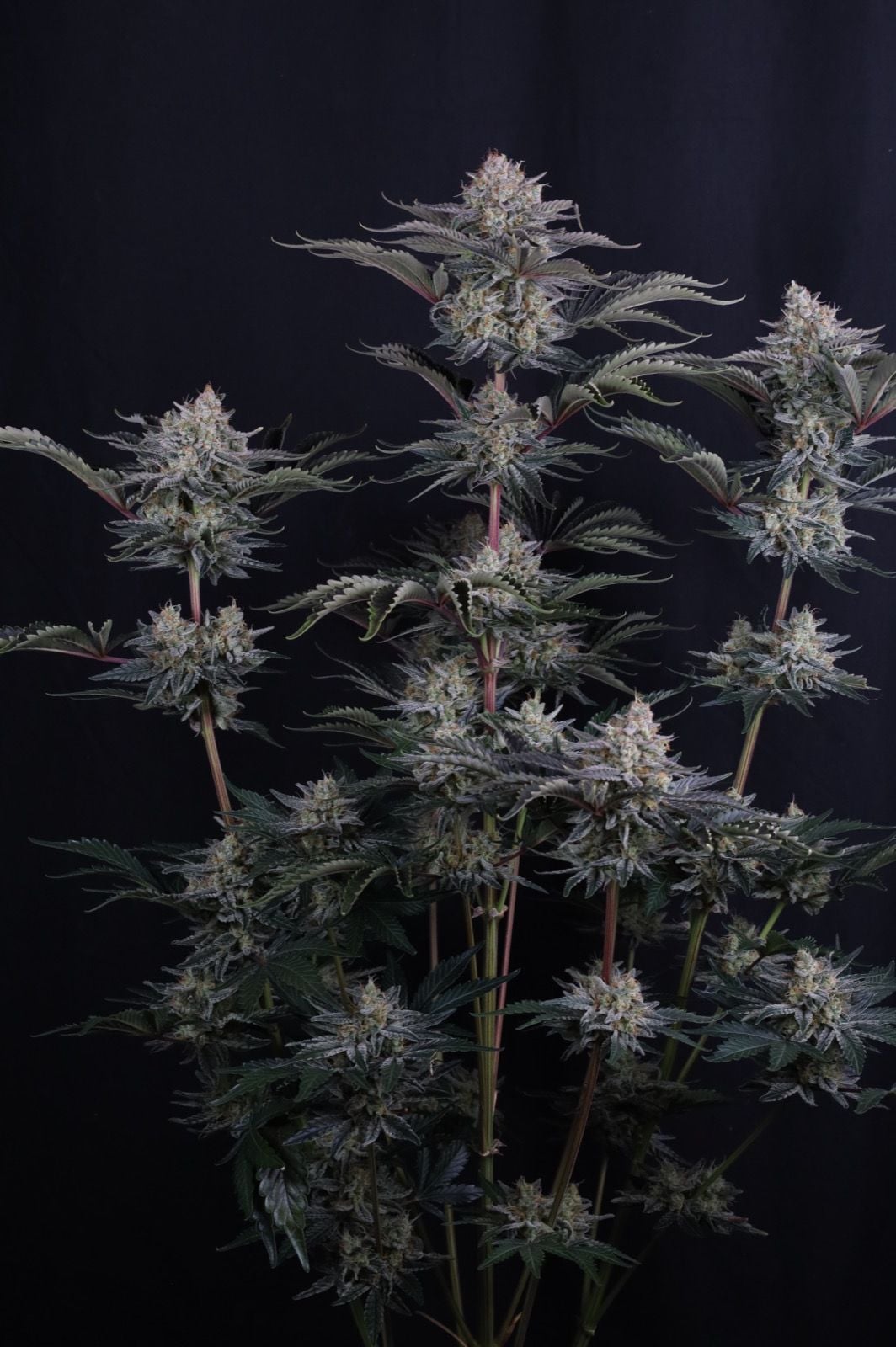 420 Fast Buds - Mendo Frost Auto (Feminized) - Image 2