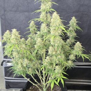 420 Fast Buds - Z-Up Auto (Feminized)
