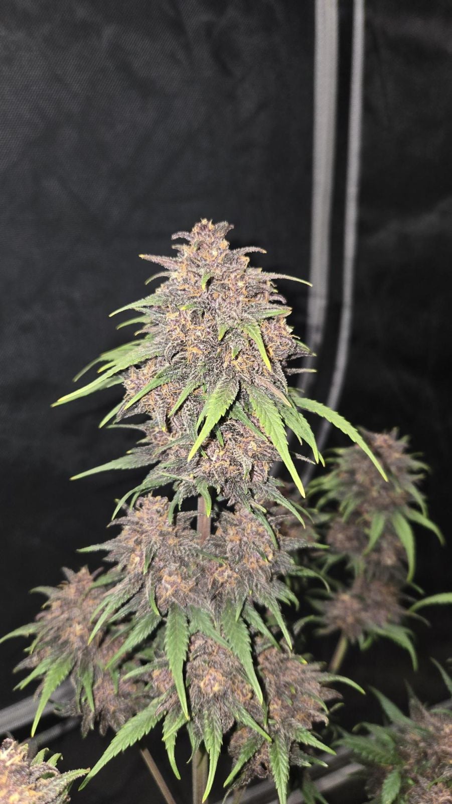 420 Fast Buds - Purple Haze Auto (Feminized) - Image 4