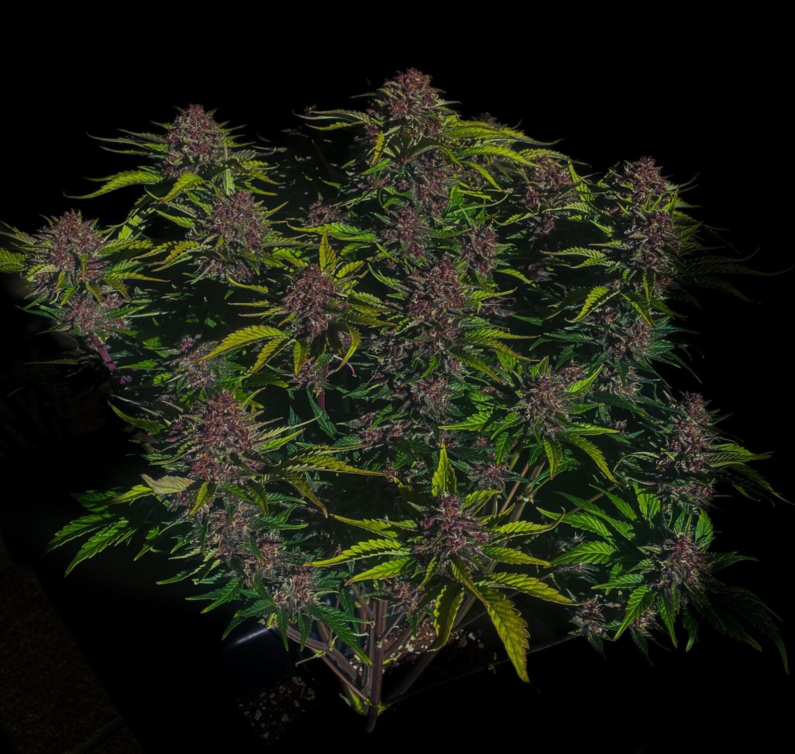 420 Fast Buds - Purple Haze Auto (Feminized) - Image 3