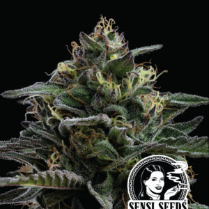 Humboldt Seed Co.