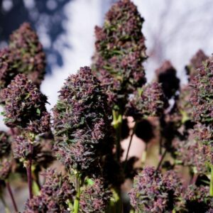 420 Fast Buds - Purple Haze Auto (Feminized)