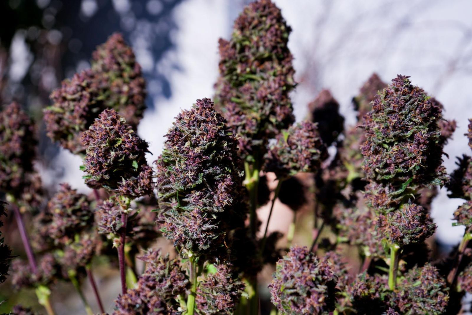 420 Fast Buds - Purple Haze Auto (Feminized) - Image 2