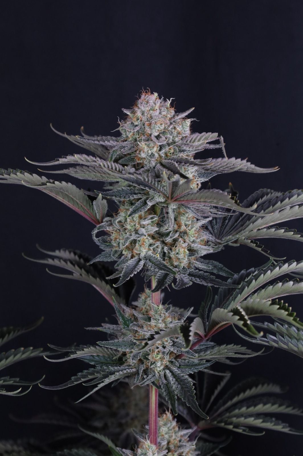 420 Fast Buds - Mendo Frost Auto (Feminized) - Image 3