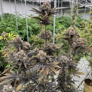 420 Fast Buds - Banana Purple Punch RF3 Auto (Feminized)