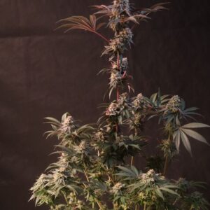 420 Fast Buds - Lemon Cherry Runtz (Feminized)