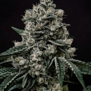 Ethos – Lemon Gelato R1 (Feminized) - Image 2