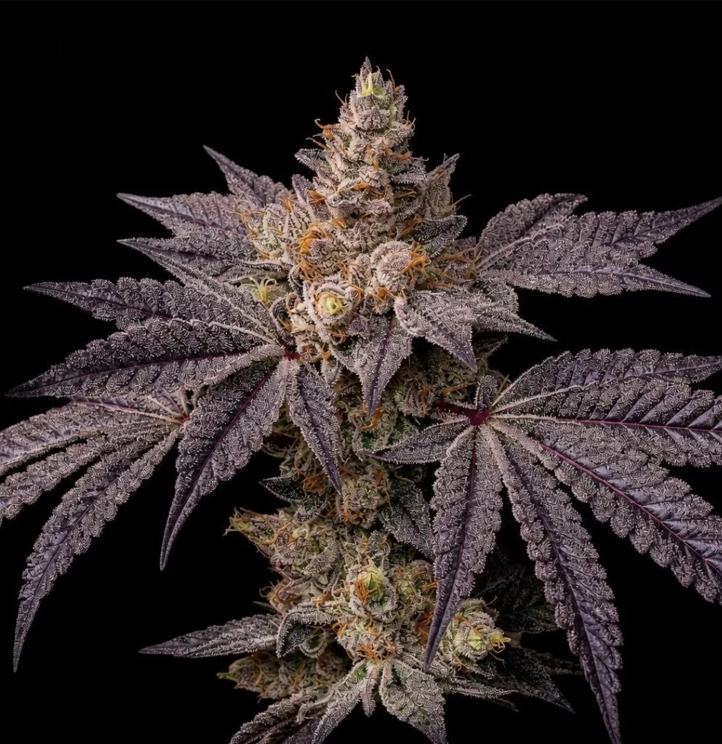 Ethos – Toad Candy R1 (Feminized) - Image 2