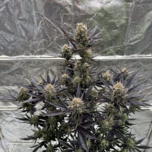 420 Fast Buds - Guava RF3 Auto (Feminized)