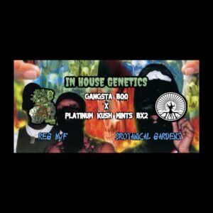 (Freebie) In House Genetics – Gangsta Boo x Platinum Kush Mints Bx2 (Regular M/F)