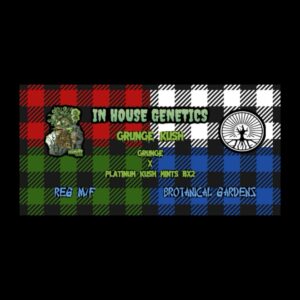(Freebie) In House Genetics – Grunge Kush x Platinum Kush Mints Bx2 (Regular M/F)