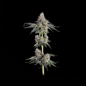 Happy Valley Genetics – Garlic Knots (Feminized)