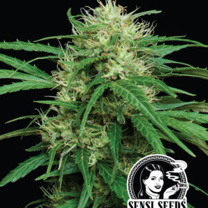 Humboldt Seed Co. – Haze Dawg Auto (Sensi Seeds Collab) (Feminized)
