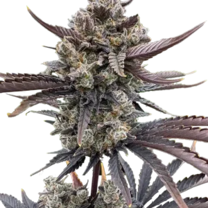 420 Fast Buds - Banana Purple Punch RF3 Auto (Feminized)