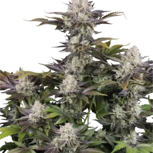 420 Fast Buds - Frost Banger Auto (Feminized)