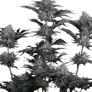 420 Fast Buds - Mendo Frost Auto (Feminized)