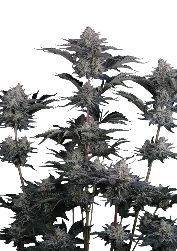 420 Fast Buds - Mendo Frost Auto (Feminized)