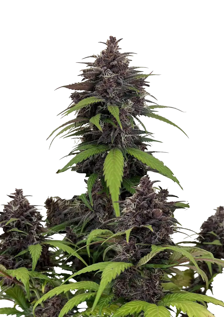 420 Fast Buds - Purple Haze Auto (Feminized)