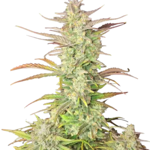 420 Fast Buds - Z-Up Auto (Feminized)